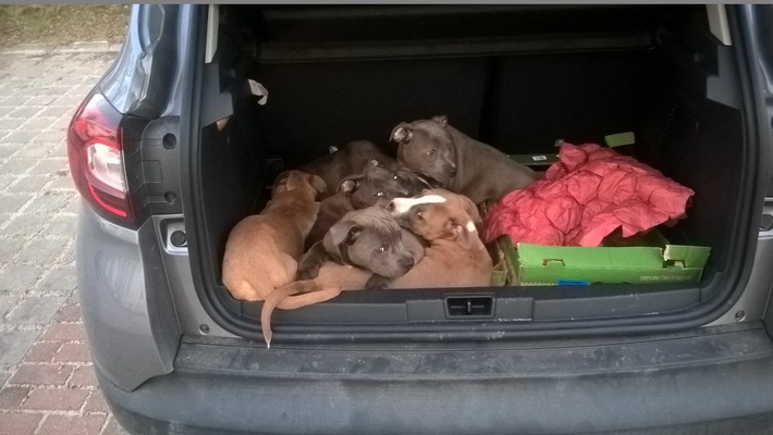 BPOLD-B: Zehn Hundewelpen in Pkw entdeckt