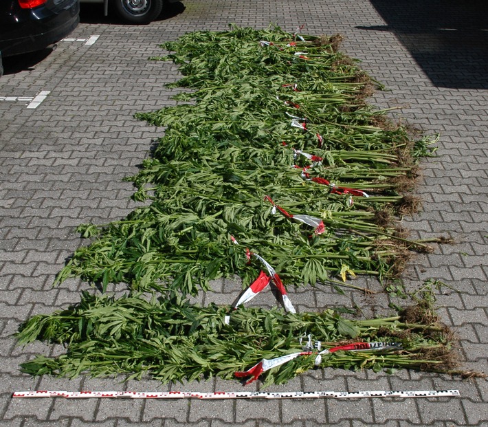 POL-REK: Cannabispflanzung entdeckt - Kerpen