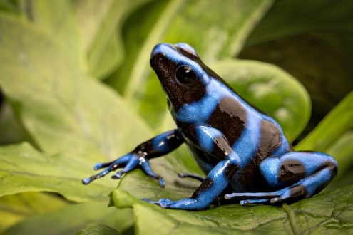 Online-Marktplatz „DeineTierwelt“ schränkt den Handel mit exotischen Tierarten noch weiter ein