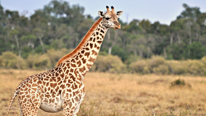 Artenschutzkonferenz: Giraffen erhalten Schutzstatus,  Kein Handel mit Saigaantilopen