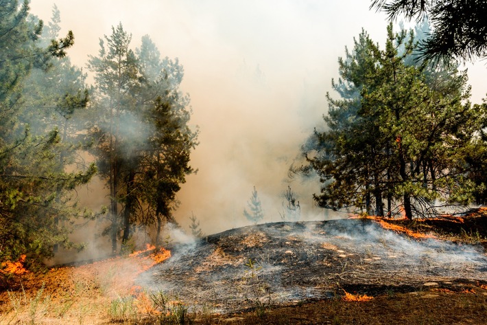 Waldbrandgefahr spitzt sich weiter zu