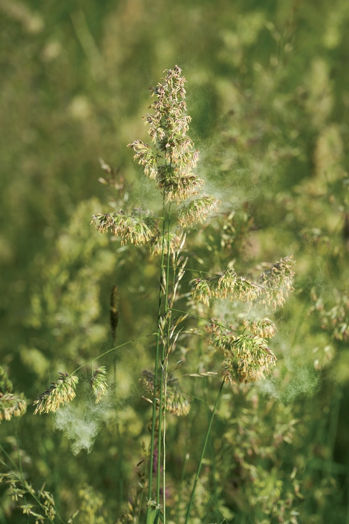 Comunicato stampa: Stagione pollinica 2020