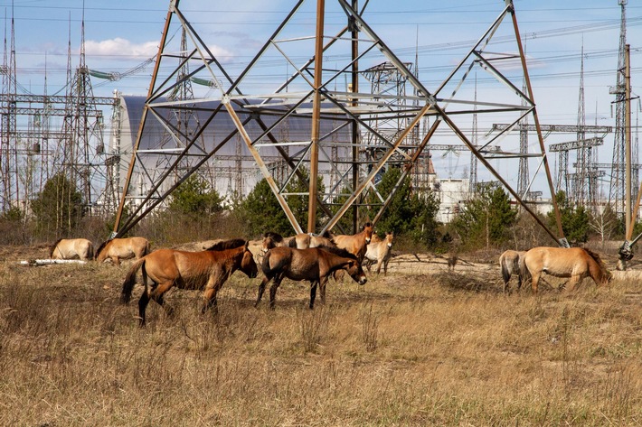 Wildtiere in Tschernobyl ändern ihr Verhalten während russischer Besetzung