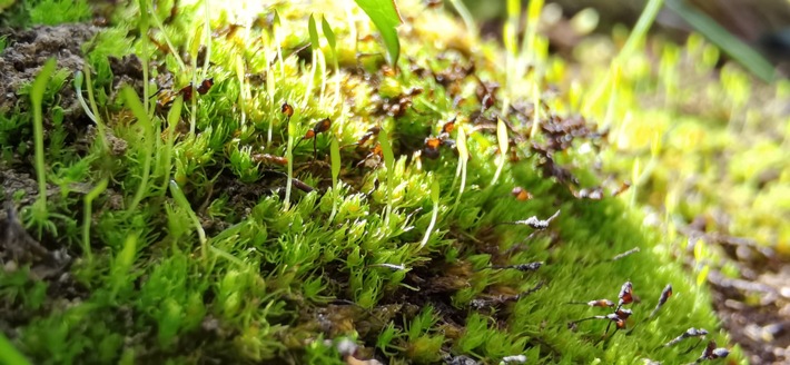 Älteste lebende Landpflanze: Angepasst an Extreme und vom Klimawandel bedroht