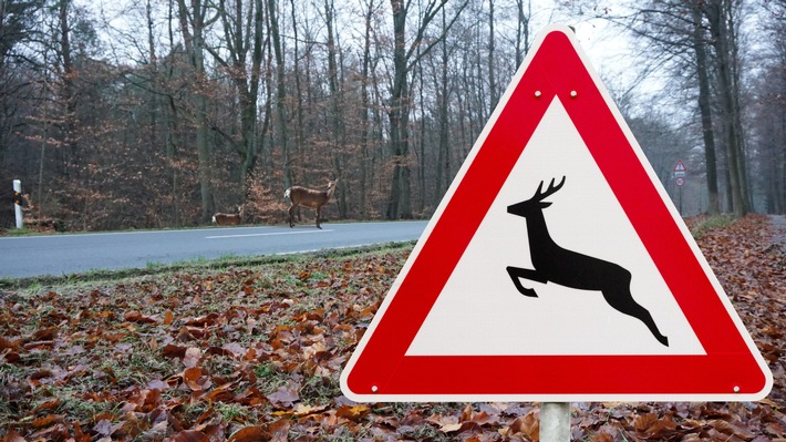 Achtung Wild! Tiere kennen keine Zeitumstellung