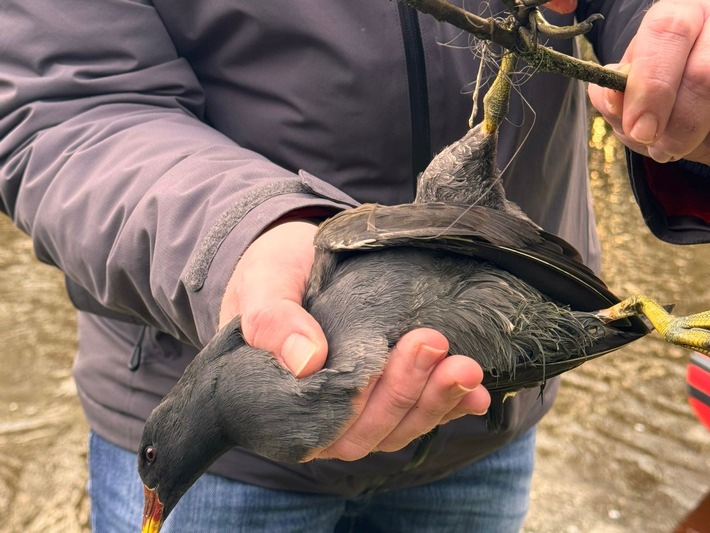 FW-AUR: Teichhuhn aus misslicher Lage befreit