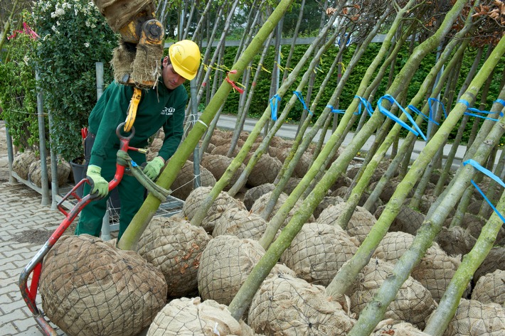 Zwischenbilanz der Baumschulwirtschaft zur Coronakrise: Versorgung der Bevölkerung mit Gehölzen auch weiterhin sichergestellt; Obstgehölze sind besonders nachgefragt