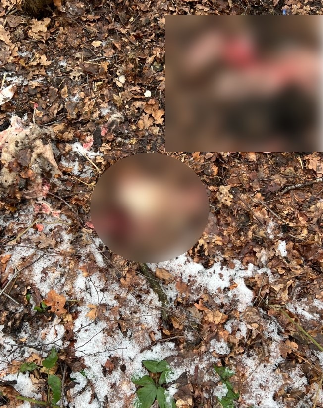 POL-ROW: Abgetrennte Schafsköpfe in Waldgebiet entdeckt - Polizei bittet um Hinweise