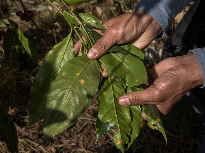 Die Klima-Uhr tickt - Fairtrade-Klimaexperte fordert konkrete Maßnahmen zur COP27