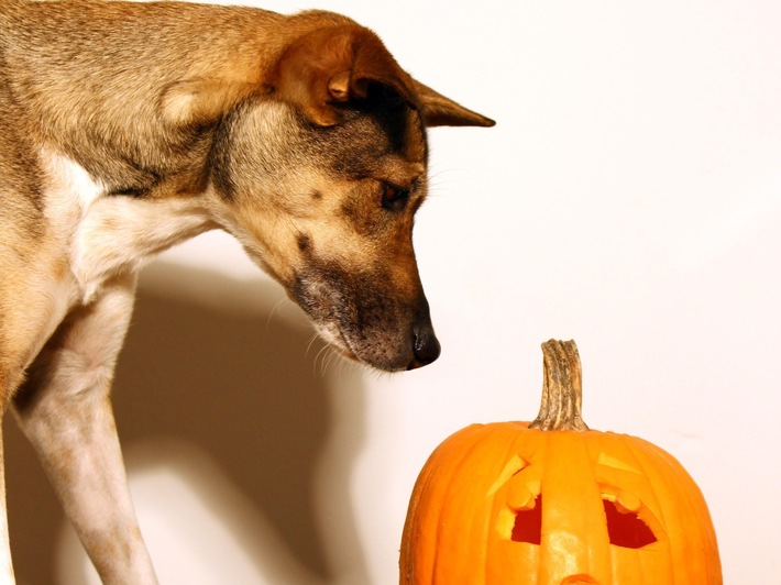 Halloween, souvent un cauchemar pour les chiens et les chats