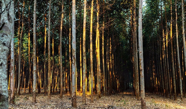 TreeCoin startet Token Offering, um 10 Millionen Bäume zu pflanzen