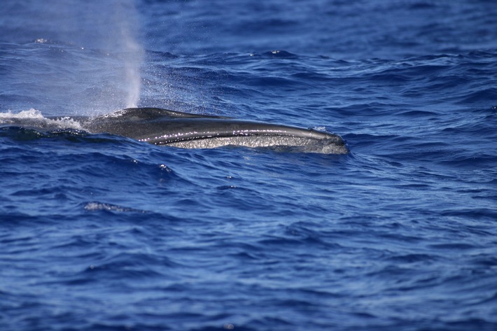 Japans Walfänger haben 25 gefährdete Seiwale erlegt