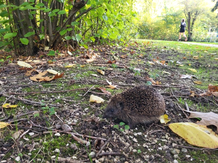 Igel: Jetzt heißt es Fettreserven anlegen