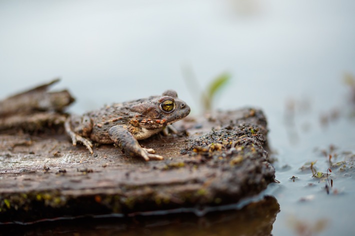 Tag des Artenschutzes am 3. März 2026: Rettungseinsatz zwischen Baggern und Baugruben