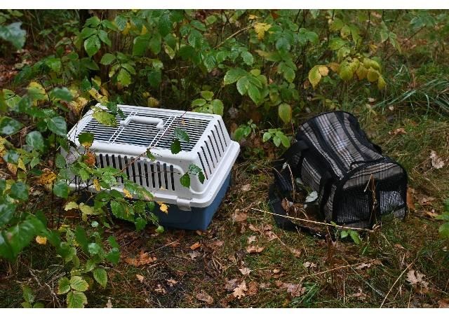 POL-HK: Soltau: Ausgesetzte Hauskatzen, Sattelauflieger aufgebrochen; Schwarmstedt: Audi entwendet; Walsrode: Auf der Felge gefahren; Munster: Einbruch in Garage; Bad Fallingbostel: Lkw brennt, pp.