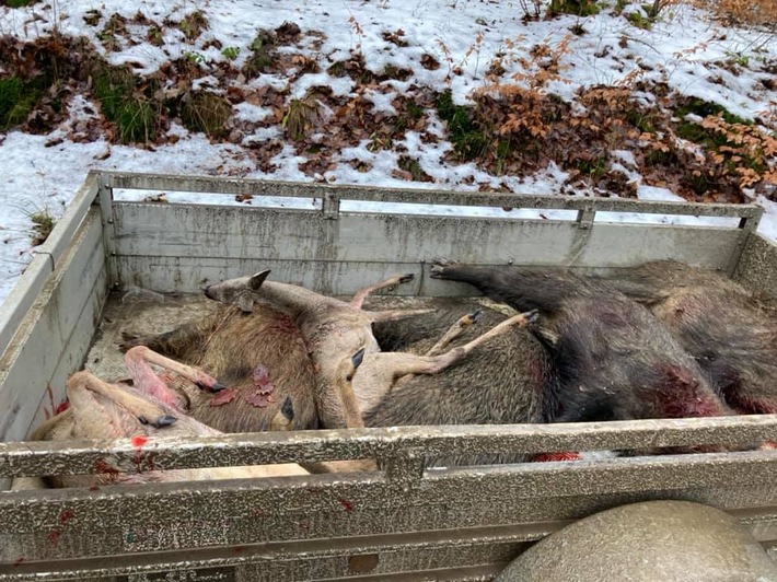 Drückjagden: Wo sich der hessische Jagdminister irrt