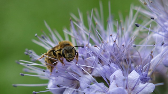 ++ Weltbienentag: BUND-Rettungsinseln für Wildbienen am Grünen Band – Nisthügel, Blühfelder und Steinriegel bieten den Insekten Nahrung, Schutz und Brutplätze ++