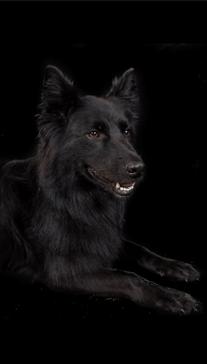 HZA-K: Zollspürhündin Vroni landet Volltreffer am Kölner Flughafen / Rund 26 Kilogramm Ketamin mit einem Straßenverkaufswert von mehr als einer Million Euro in Auspuffanlagen versteckt