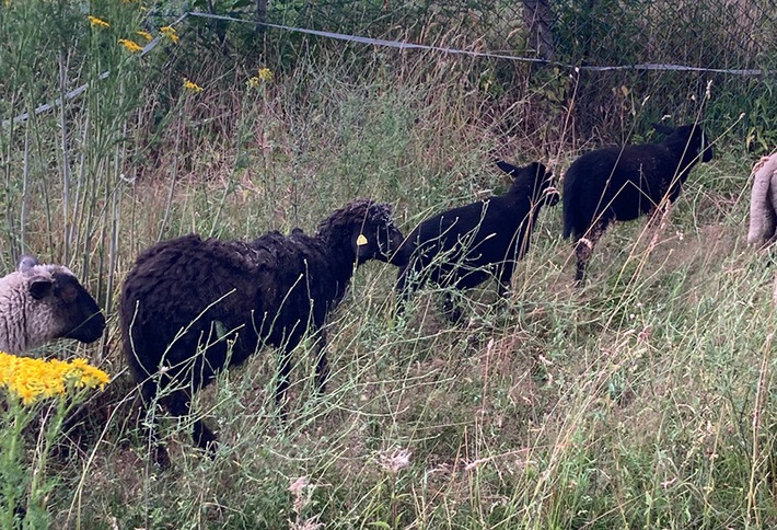 POL-ST: Ibbenbüren, Polizisten im tierischen Einsatz: fünf Schafe eingefangen