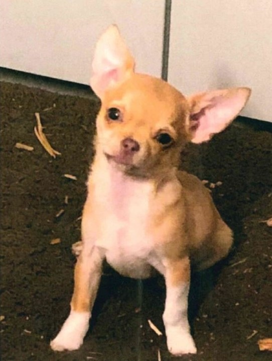 POL-MA: Altlußheim/Rhein-Neckar-Kreis: Chihuahua aus Garten gestohlen - Wer hat Verdächtiges beobachtet und kann Hinweise geben? - Bild abrufbar