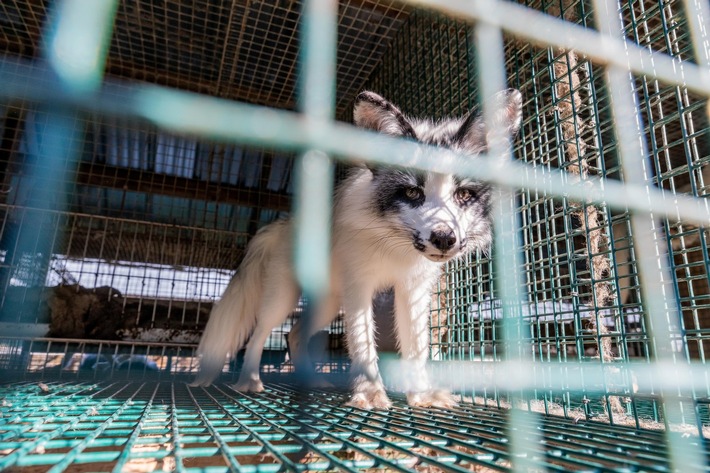 Les organisations de protection animale se réjouissent de la décision du Conseil national
