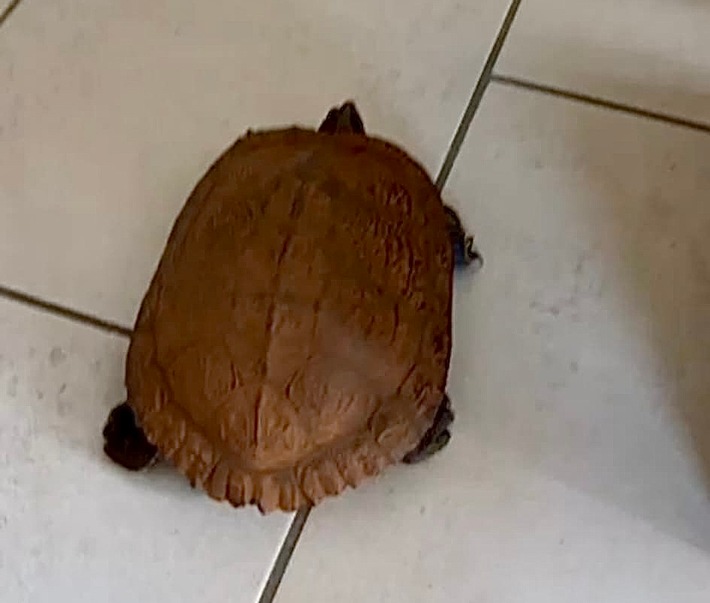 POL-FL: Schafflund: Schildkröte am Fahrbahnrand aufgefunden
