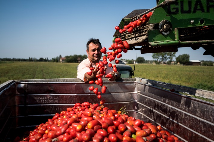 Tag der Tomate 2021: Zurück zum Wesentlichen