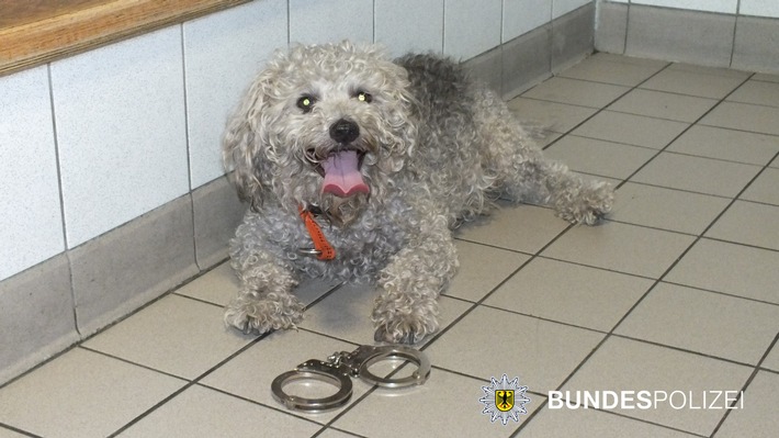 Bundespolizeidirektion München: &quot;Quinzy&quot; beschäftigt Bundespolizei: Entlaufener Pudel-Terrier beißt Reisenden und löst Suchaktion aus