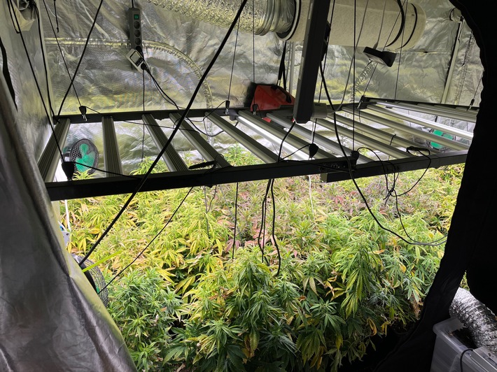 POL-REK: 250429-2: Mehrere Cannabispflanzen bei Durchsuchungen sichergestellt