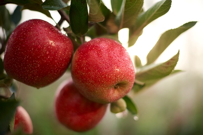 Obst_v_Bodensee_3304.jpg