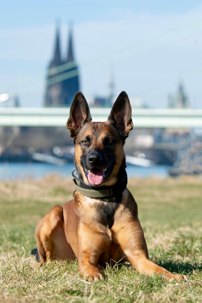 POL-K: 250703-2-K Polizeihund Loki stellt Kiosk-Einbrecher - 34-Jähriger festgenommen