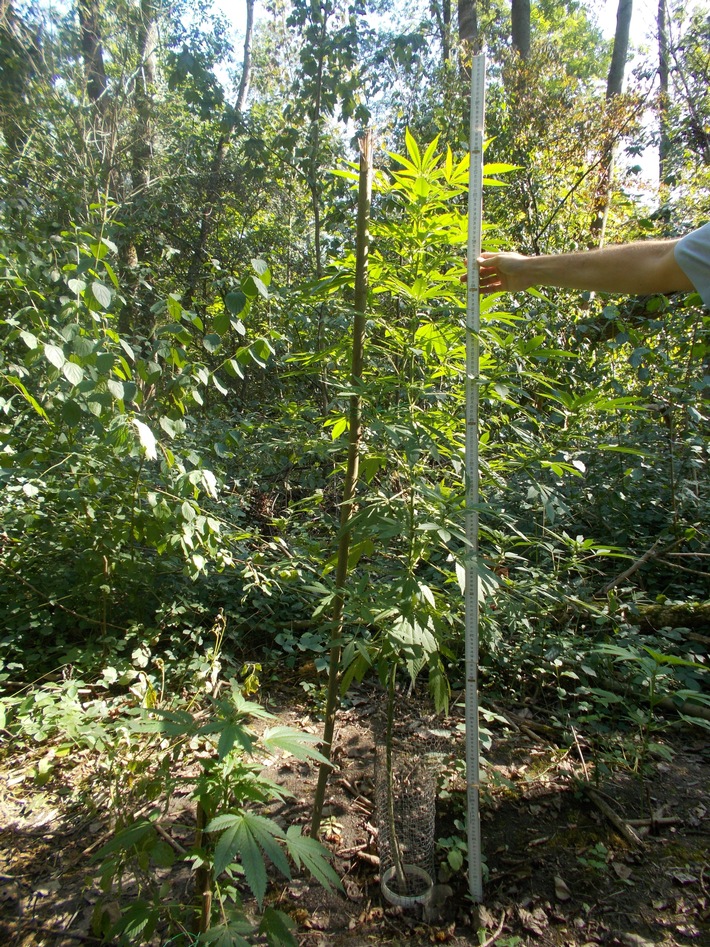 POL-NE: Verdächtige Pflanzen - Polizei ermittelt nach Anbau von Cannabis