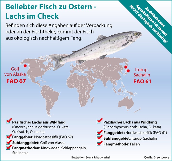 Greenpeace: Zu Ostern den richtigen Fisch wählen /
Wie erkenne ich beim beliebten Speisefisch Lachs ein ökologisch vertretbares Angebot?