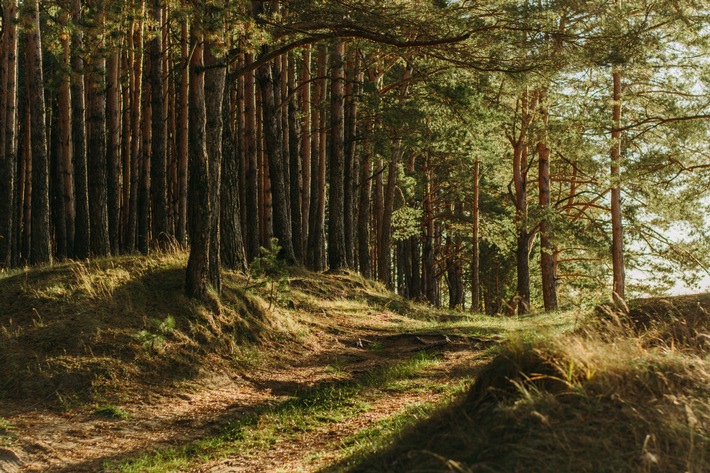 Ökosystemleistungen des Waldes als Klimaschützer Nr.1 müssen honoriert werden