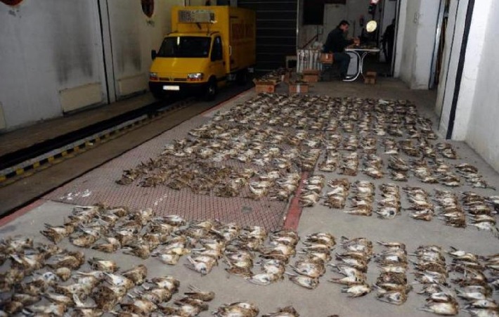 LKW mit zehntausend toten Singvögeln gestoppt (mit Bild)