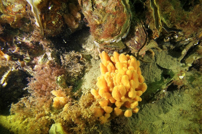 Meeresschwämme können Umweltgift in Fischen verringern
