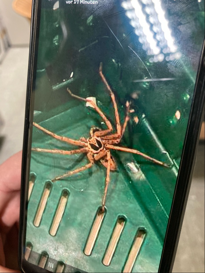 POL-KLE: Rees - vermutlich Bananenspinne in Supermarkt gefunden