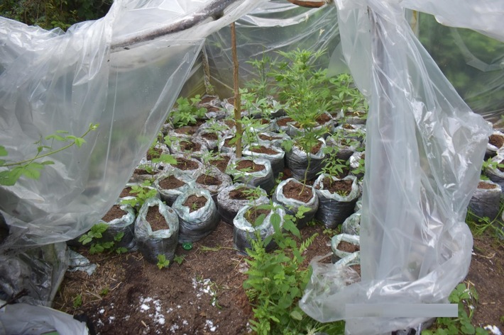 POL-SE: Bönningstedt - Fund von Cannabispflanzen in Waldstück - Kriminalpolizei ermittelt
