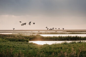 Tierisch was los am Himmel über Schleswig-Holstein