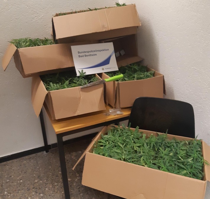 BPOL-BadBentheim: 518 Cannabispflanzen beschlagnahmt