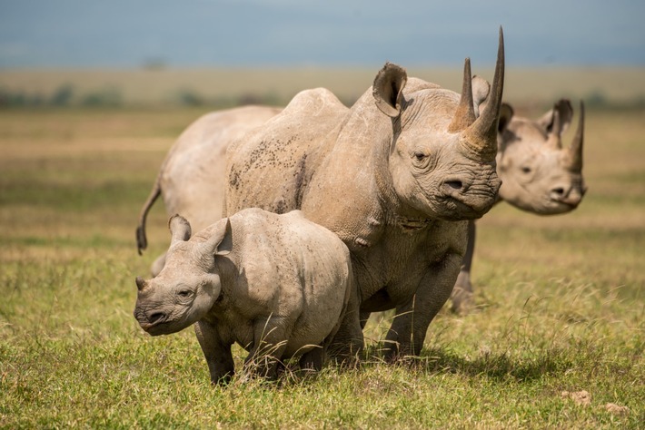 Zunahme der Nashornbestände in Kenia  und keine Wilderei-Vorfälle im Jahr 2020