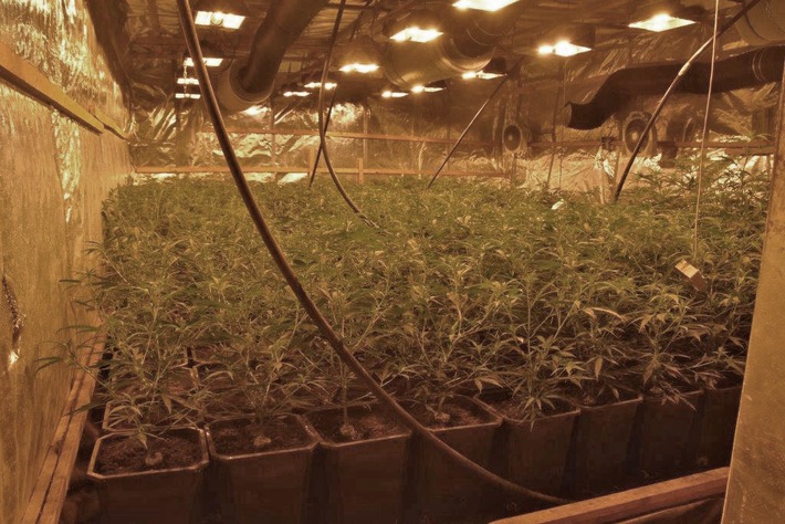 POL-REK: 180201-3: Cannabisplantagen in Hofanlage entdeckt- Polizei stellt zahlreiche Pflanzen sicher- Bergheim