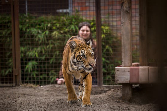 Une nouvelle vie pour les premiers animaux sauvés de l’ancien zoo de Luján