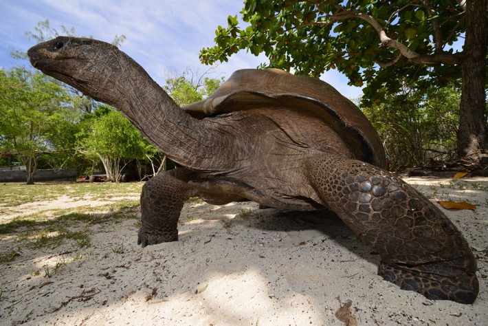 Kreuzfahrt zum UNESCO-Weltkulturerbe Aldabra / Neue Seychellen-Expedition mit nur 22 Passagieren / Once in a lifetime-Reise