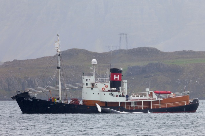 Nach drei Jahren Pause: Isländische Firma macht wieder Jagd auf Finnwale