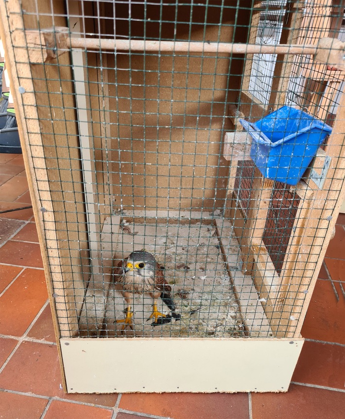 POL-KS: Turmfalke für 2.000 Euro auf Kleinanzeigenportal angeboten: Unter Artenschutz stehender Greifvogel befreit