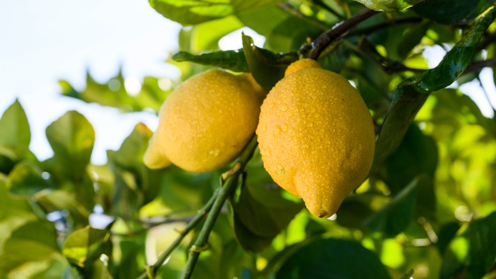 Weltwassertag: Welche Frucht benötigt am wenigsten Wasser für ihren Produktionsprozess?