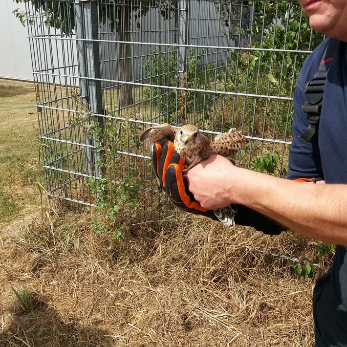 FW Lage: Tierrettung / Verletzter Falke - 12.08.2019