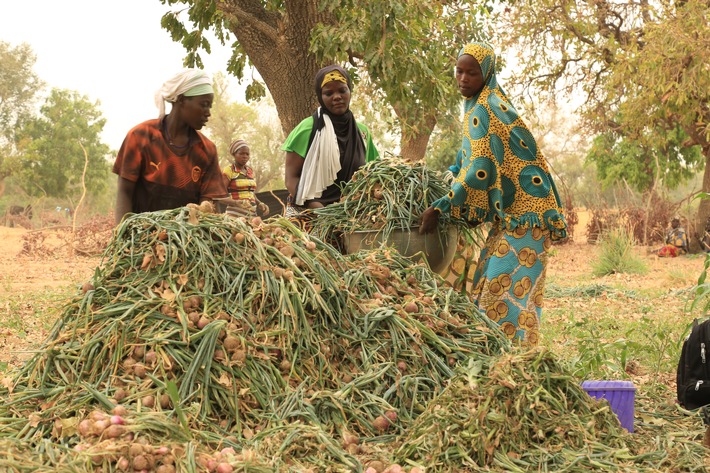 Feldarbeiterinnen_in_Burkina Faso_2023-09-27_Copyright_Morris Gindi_Help_Hilfe_zur_Selbsthilfe.JPG