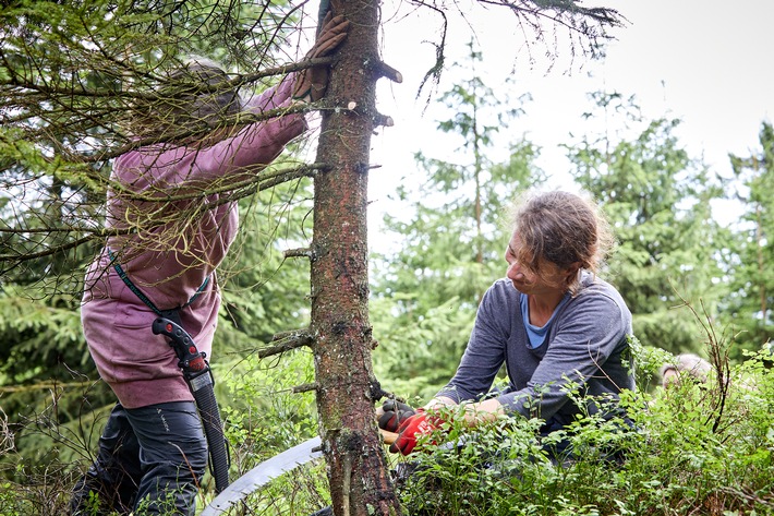 Freiwilliger Einsatz gegen den Borkenkäfer und für den Wald der Zukunft in Rothenkirchen